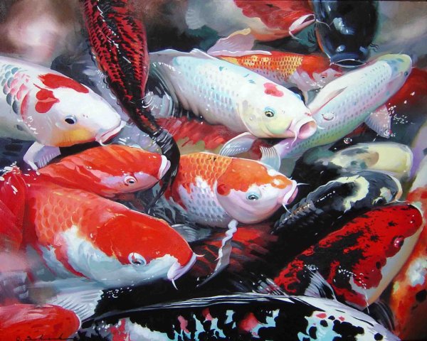 Карпы кои
