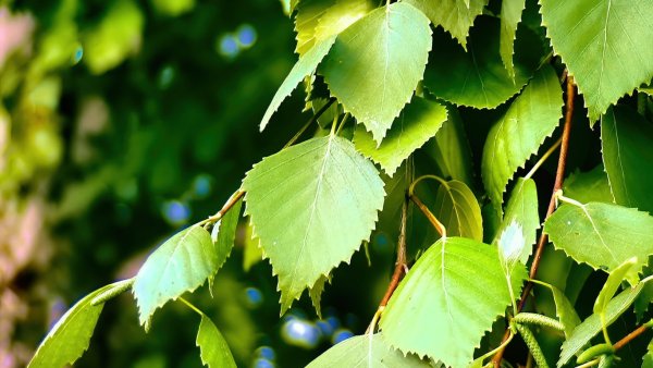 Лист березы повислой