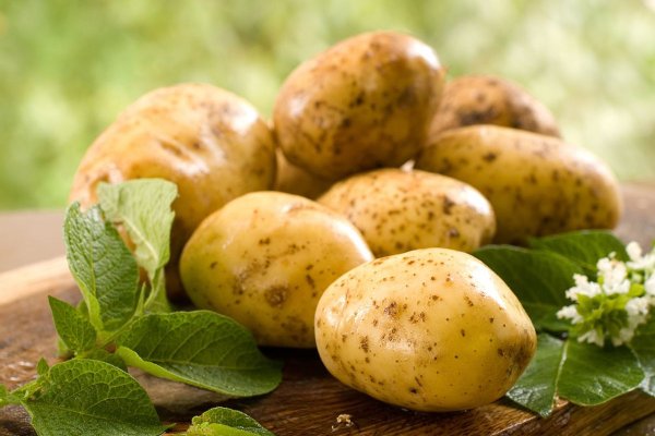 Картофель Лорх