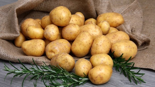 Сорт картофеля Латона