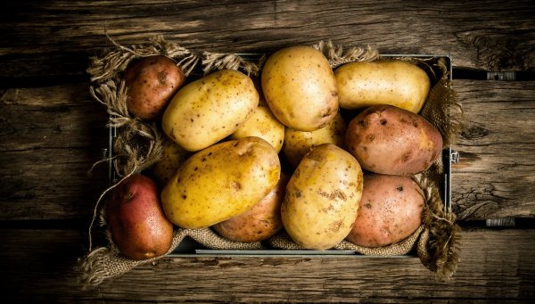 Сорт картофеля Иван да Марья