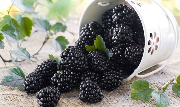 Ежевика бесшипная