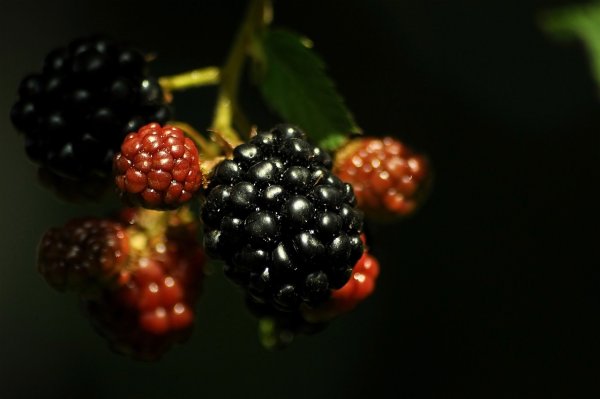 Ягоды Rockberry ежевика