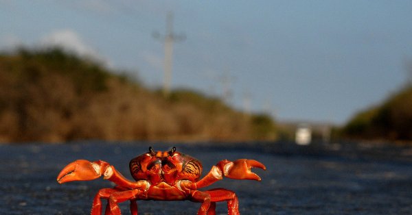 Омар краб