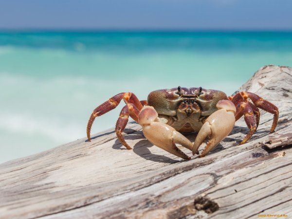 Морские крабики