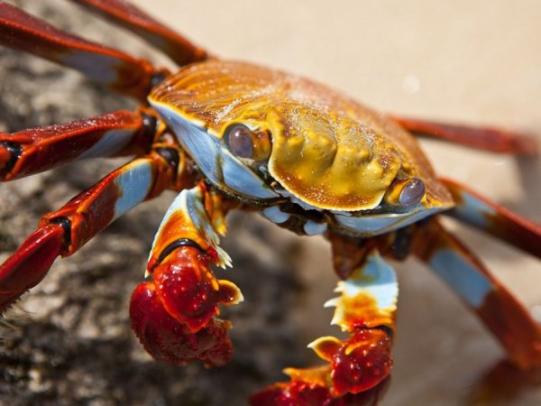 Красивые морские Крабы