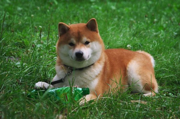 Собака сиба ину