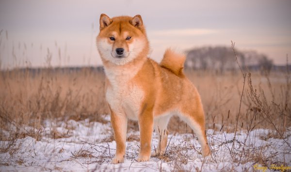 Родословная сиба ину