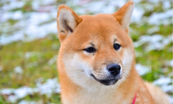 Сиба ину маленькая