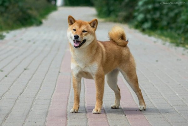 Сиба ину сбоку