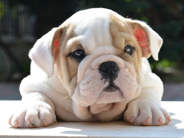Шарпей Мопс английский бульдог