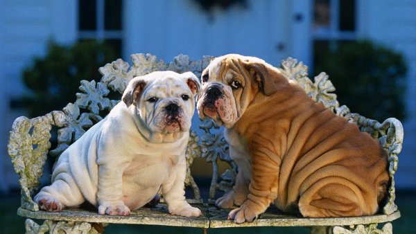 Шотландский бульдог