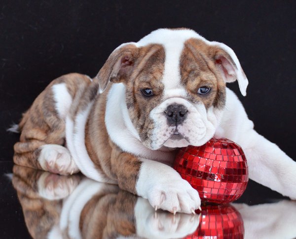 Собака английский бульдог