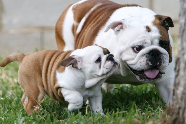 Щенок английского бульдога