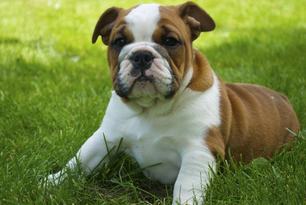 Американский бульдог мини
