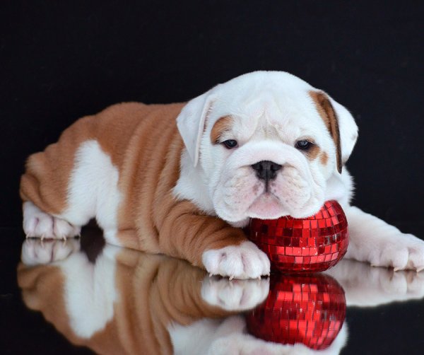 Английский бульдог Жажа