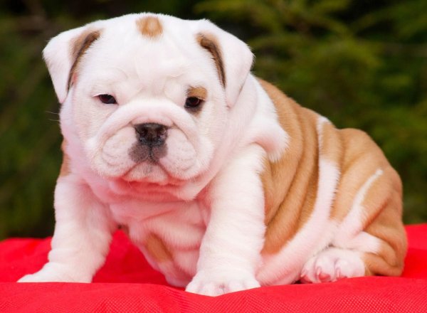 Бразильский бульдог