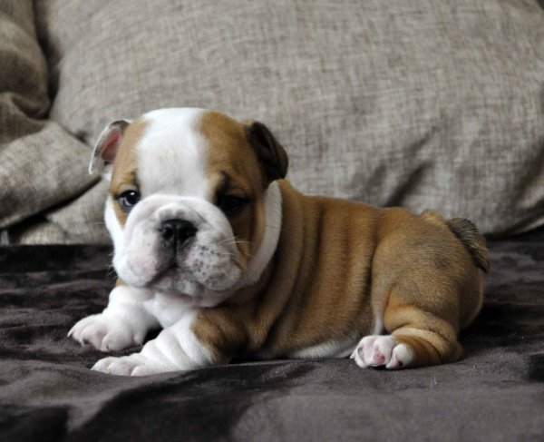 Английский бульдог с человеком