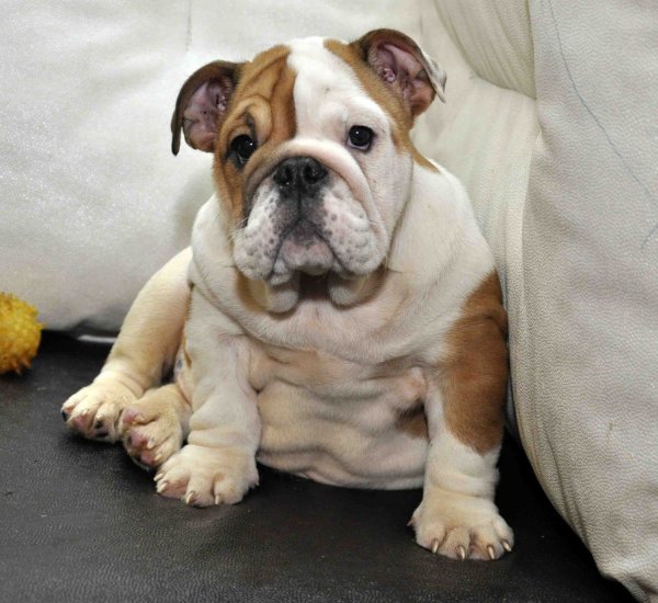 Бульдог Чоук