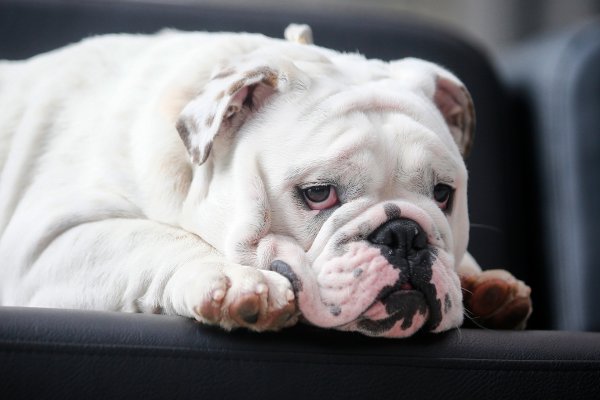 Французский бульдог мраморный