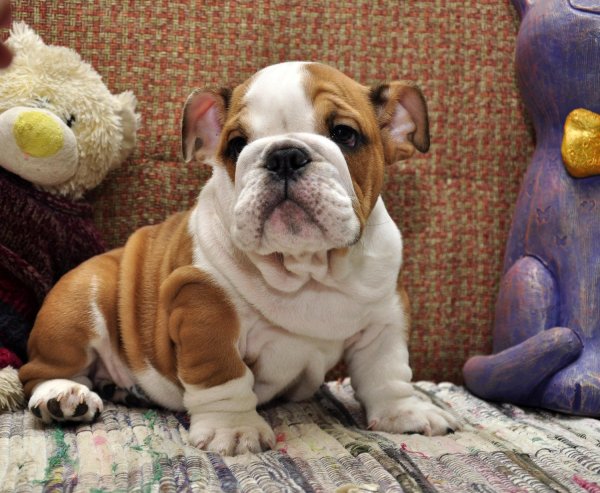 Английский с французским бульдогом щенки