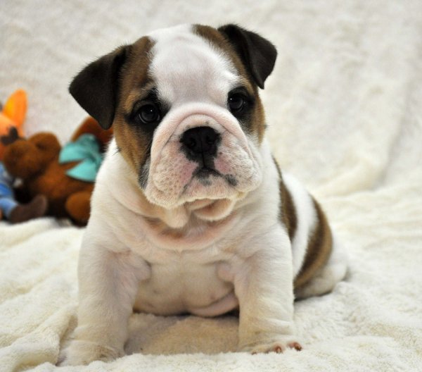 Британский бульдог собака
