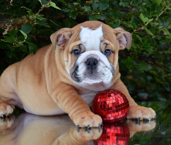 Английский бульдог Тиллман