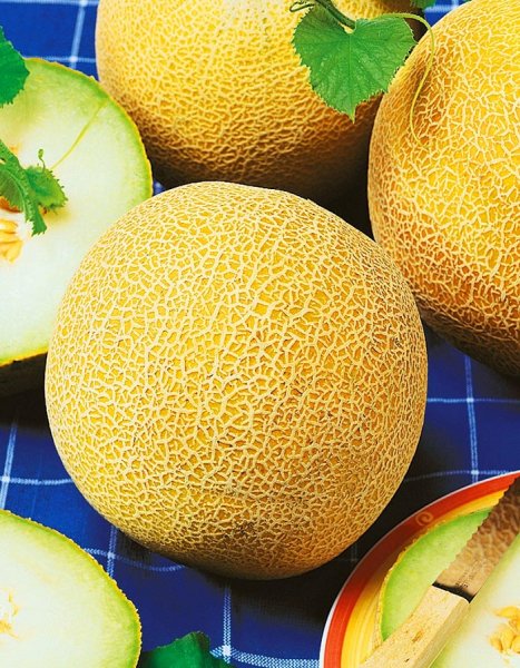 Мускатная дыня канталупа