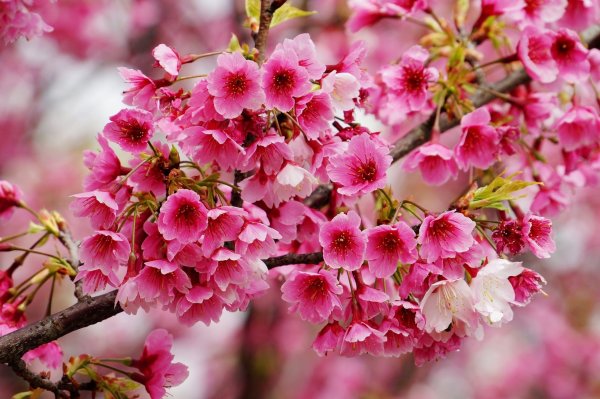 Картинки цветок сакуры (41 фото)