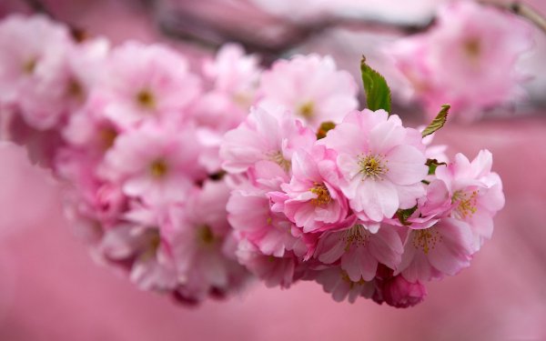 Sakura валлпаперс