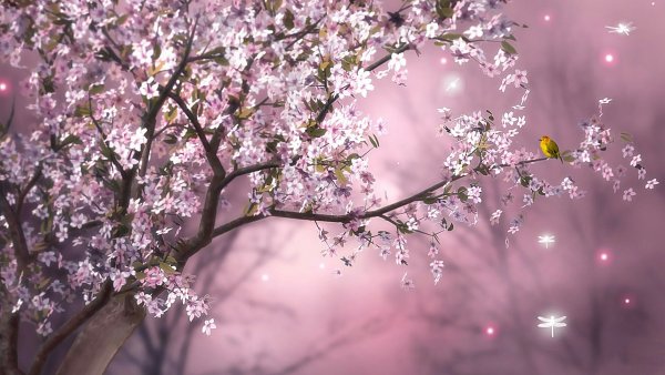 Peach Blossom цветок