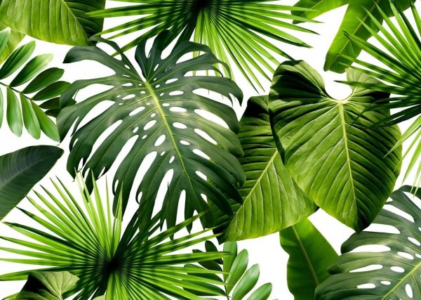 Тропические лист Monstera