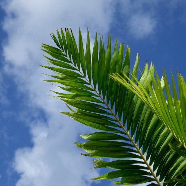 Картинки листья пальмы (31 фото)