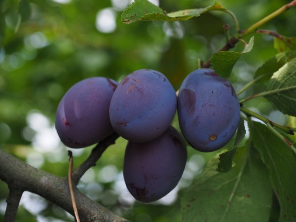 Слива Prunus domestica