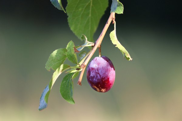 Prunus domestica слива домашняя