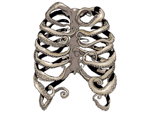 Ребра на прозрачном фоне