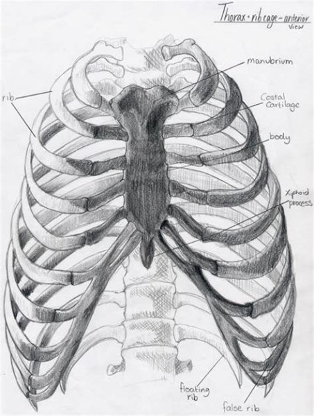 Скелет грудной клетки Грудина