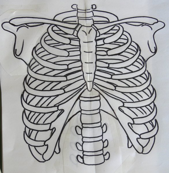 Грудная клетка арт