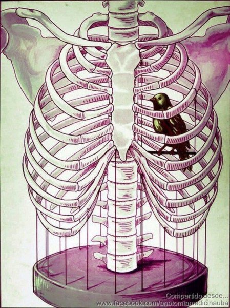 Ребра и ключица