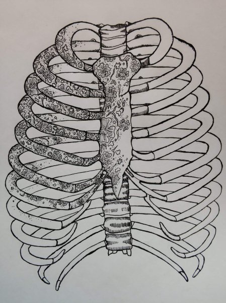 Скелет референс грудная клетка