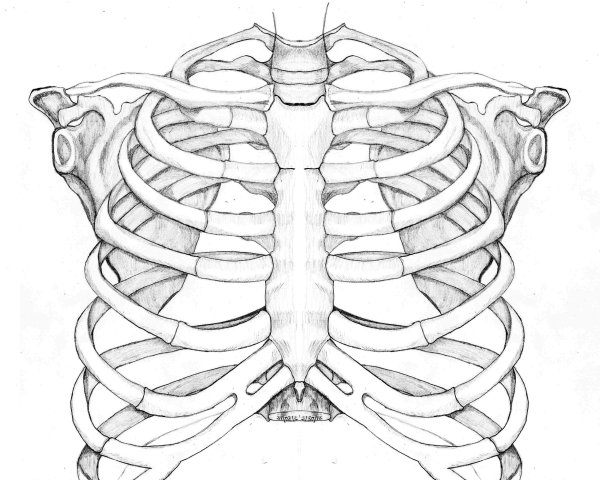 Ребра девушки Эстетика