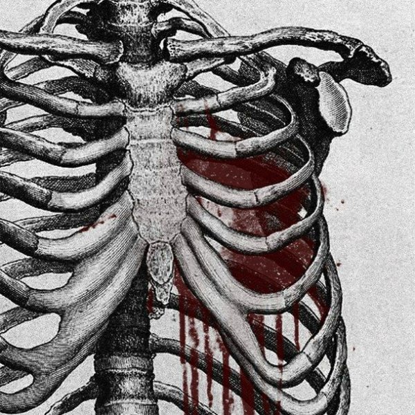 Кости грудной клетки- Грудина