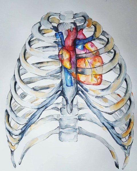 Скелет грудной клетки с сердцем