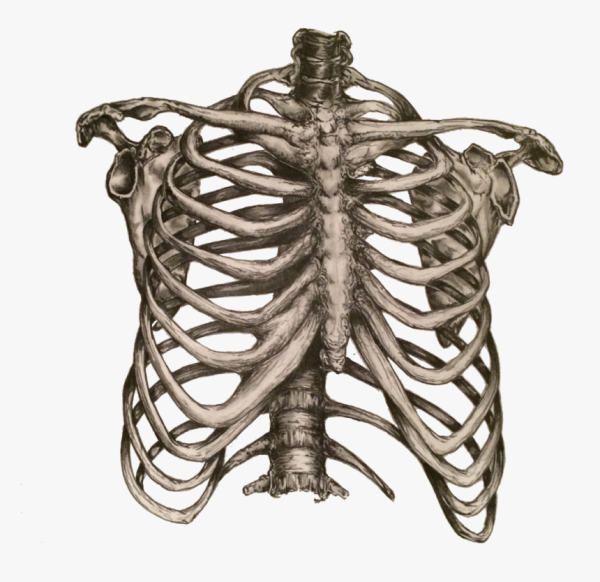 Ребра вектор