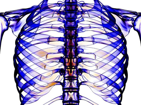 Скелет грудной клетки Грудина