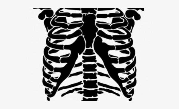 Грудная клетка анатомия 10 ребро