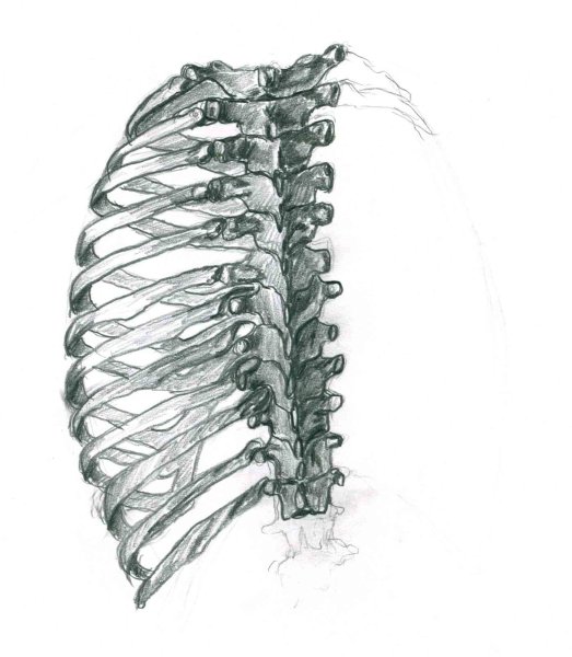Ребра человека 3д