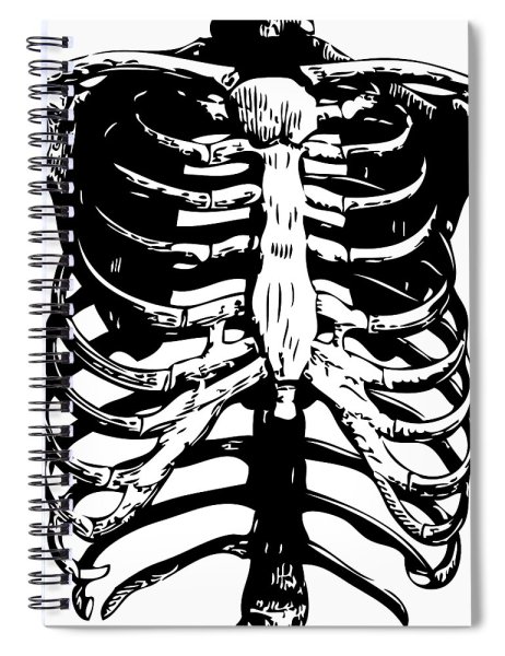 Грудная клетка, рёбра, Грудина