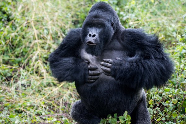 Горилла (Gorilla Gorilla)