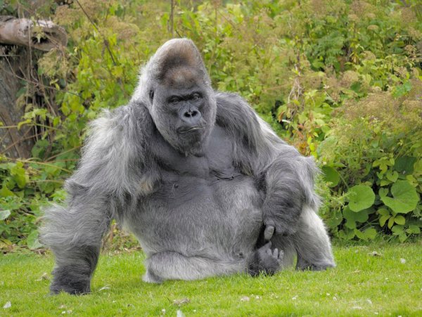 Silverback Gorilla